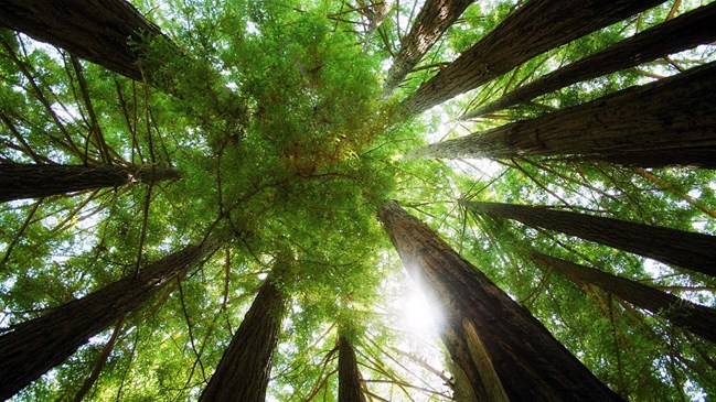 bomen